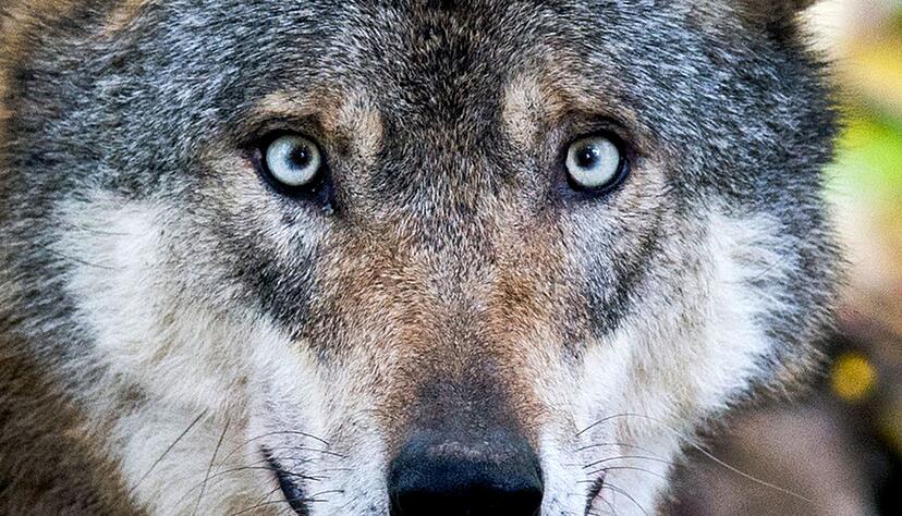 Der Wolf im Nordschwarzwald soll im Auftrag des Umweltministeriums erlegt werden. (Symbolbild)