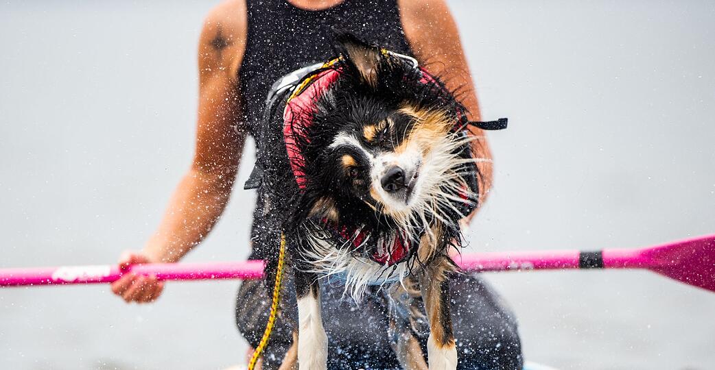 Nasser Spa&szlig; auf vier Pfoten &ndash; Hunde genie&szlig;en das Abenteuer auf dem SUP-Board.