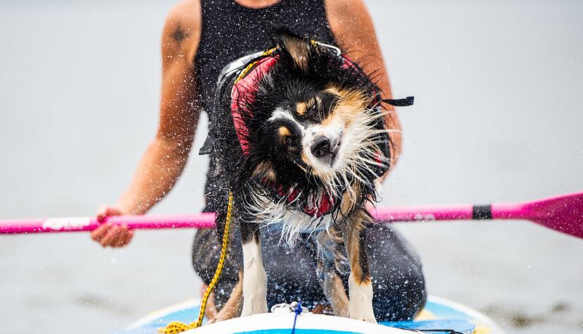 Nasser Spa&szlig; auf vier Pfoten &ndash; Hunde genie&szlig;en das Abenteuer auf dem SUP-Board.