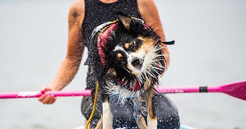Nasser Spa&szlig; auf vier Pfoten &ndash; Hunde genie&szlig;en das Abenteuer auf dem SUP-Board.