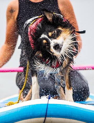 Nasser Spa&szlig; auf vier Pfoten &ndash; Hunde genie&szlig;en das Abenteuer auf dem SUP-Board.