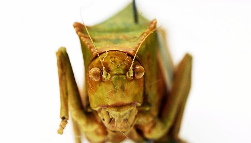 Riesenblattschrecken z&auml;hlen zu den gr&ouml;&szlig;ten Insekten der Welt.
