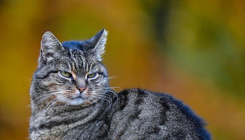Eine Katze in der herbstlichen Natur.