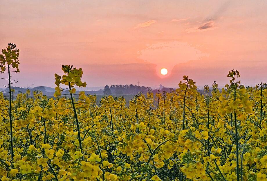 Die meine.stimme-Heimatreporter haben die vielen Rapsfelder in der Region dokumentiert und zeigen, wie unterschiedlich das Motiv fotografiert werden kann. Die meine.stimme-Heimatreporter haben die vielen Rapsfelder in der Region dokumentiert und zeigen, wie unterschiedlich das Motiv fotografiert werden kann.