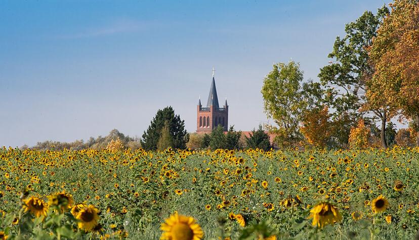 Hinter dem Sonnenblumenfeld erhebt sich Stadtpfarrkirche St. Marien: Sie liegt an der Nordroute des Brandenburgischen Jakobswegs von Frankfurt/Oder nach Bernau. Hinter dem Sonnenblumenfeld erhebt sich Stadtpfarrkirche St. Marien: Sie liegt an der Nordroute des Brandenburgischen Jakobswegs von Frankfurt/Oder nach Bernau.