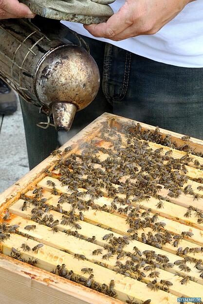Honig auf der Kilianskirche Honig auf der Kilianskirche