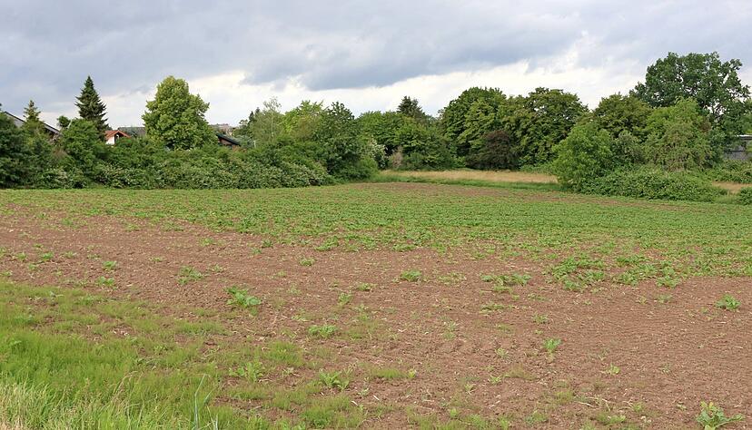 Die Feldhecke im Westen sowie das Feldgehölz im Norden des Baugebiets Wolfsberg werden erhalten bleiben, allerdings nicht als geschützte Biotope. Foto: Ute Plückthun Die Feldhecke im Westen sowie das Feldgehölz im Norden des Baugebiets Wolfsberg werden erhalten bleiben, allerdings nicht als geschützte Biotope. Foto: Ute Plückthun