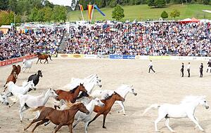 Die frei laufende Araberstutenherde darf in keinem Programm der Hengstparaden fehlen. Tausende Besucher erfreuen sich an den edlen Tieren. Die frei laufende Araberstutenherde darf in keinem Programm der Hengstparaden fehlen. Tausende Besucher erfreuen sich an den edlen Tieren.
