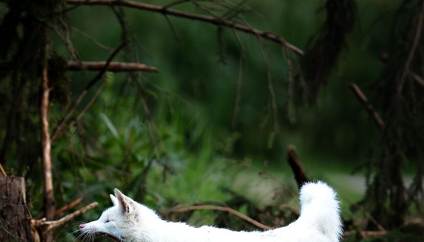 Leuzismus kann bei vielen Wildtieren auftreten, ist aber bei Rotf&uuml;chsen selten.