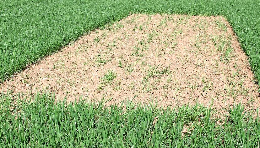 Ohne Glyphosat: Die S&auml;maschine angehoben und die Fl&auml;che ausgespart hat ein Landwirt bei Schw&ouml;llbronn.