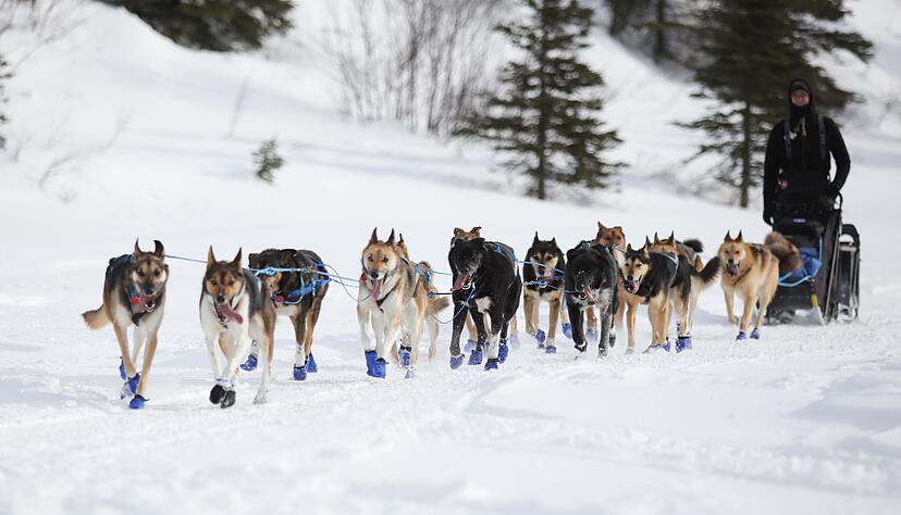 Wegen Schneemangels in Alaska wird die Iditarod-Rennroute in diesem Jahr ge&auml;ndert. (Archivbild)