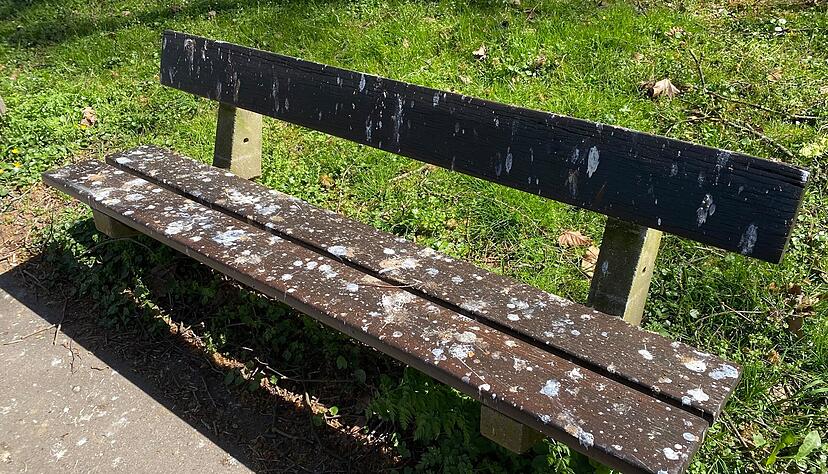 Wenn Parkb&auml;nke zum Teil der Brutst&auml;tte werden: Die Heilbronner Neckarmeile bis zum Wertwiesenpark zeigt deutliche Spuren der Brutsaison.