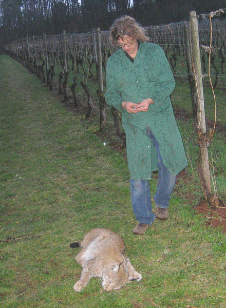 Das narkotisierte Tier mit Tierarzt Dr. Neubacher aus Brackenheim Das narkotisierte Tier mit Tierarzt Dr. Neubacher aus Brackenheim