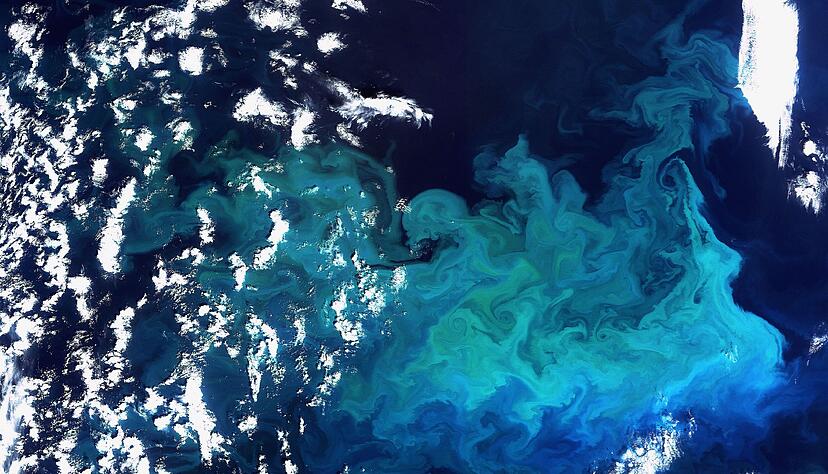 Plankton, aufgenommen vom Satelliten Envisat am 20.08.2009 im Norden Europas(Archivfoto) Plankton, aufgenommen vom Satelliten Envisat am 20.08.2009 im Norden Europas(Archivfoto)