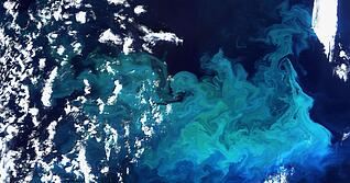 Plankton, aufgenommen vom Satelliten Envisat am 20.08.2009 im Norden Europas(Archivfoto)