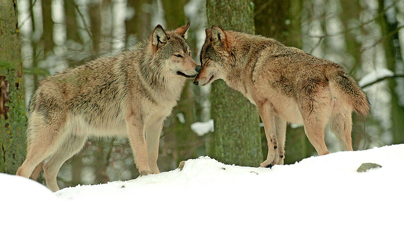 Foto: Wildpark Bad Mergentheim