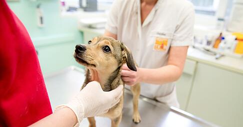 Eine Kastration wirkt sich auf den Hormonhaushalt - und damit oft auch auf das Verhalten des Hundes - aus.