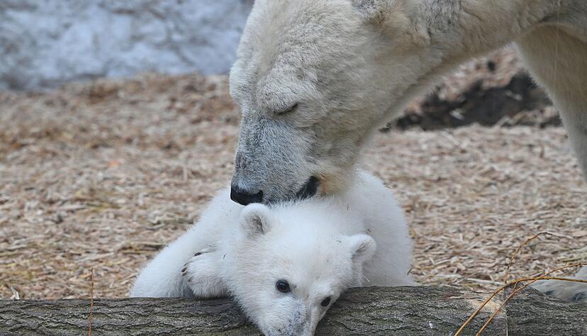 Immer wieder d&ouml;st der Kleine, bewacht von Mutter Nuka. (Archivbild)