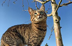 Beliebtestes Haustier: Maya ist eine von rund 14,7 Millionen Katzen in Deutschland. Foto: Alexander Schnell