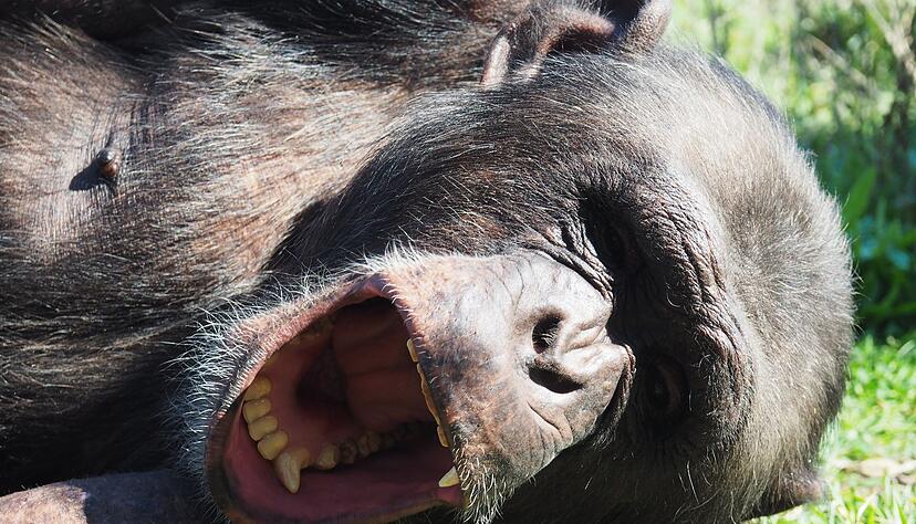 Gähnt der Roboter, legt sich der Affe schlafen. (Handout) Gähnt der Roboter, legt sich der Affe schlafen. (Handout)