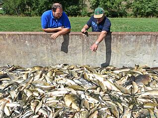 Zusammengestellt von Archiv und Dokumentation der Heilbronner Stimme - Freiwillige Helfer betrachten am 25.08.2015 bei Elpershofen (Baden-Württemberg) tote Fische in einem Container. Giftiges Löschwasser hat am 22. August 2015 im Kreis Schwäbisch Hall ein großes Fischsterben in der Jagst ausgelöst.