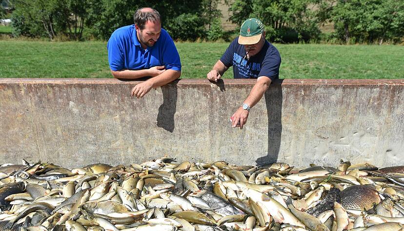 Zusammengestellt von Archiv und Dokumentation der Heilbronner Stimme - Freiwillige Helfer betrachten am 25.08.2015 bei Elpershofen (Baden-Württemberg) tote Fische in einem Container. Giftiges Löschwasser hat am 22. August 2015 im Kreis Schwäbisch Hall ein großes Fischsterben in der Jagst ausgelöst.