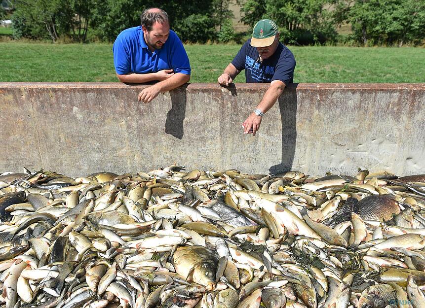 Zusammengestellt von Archiv und Dokumentation der Heilbronner Stimme - Freiwillige Helfer betrachten am 25.08.2015 bei Elpershofen (Baden-Württemberg) tote Fische in einem Container. Giftiges Löschwasser hat am 22. August 2015 im Kreis Schwäbisch Hall ein großes Fischsterben in der Jagst ausgelöst.