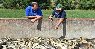 Zusammengestellt von Archiv und Dokumentation der Heilbronner Stimme - Freiwillige Helfer betrachten am 25.08.2015 bei Elpershofen (Baden-Württemberg) tote Fische in einem Container. Giftiges Löschwasser hat am 22. August 2015 im Kreis Schwäbisch Hall ein großes Fischsterben in der Jagst ausgelöst.