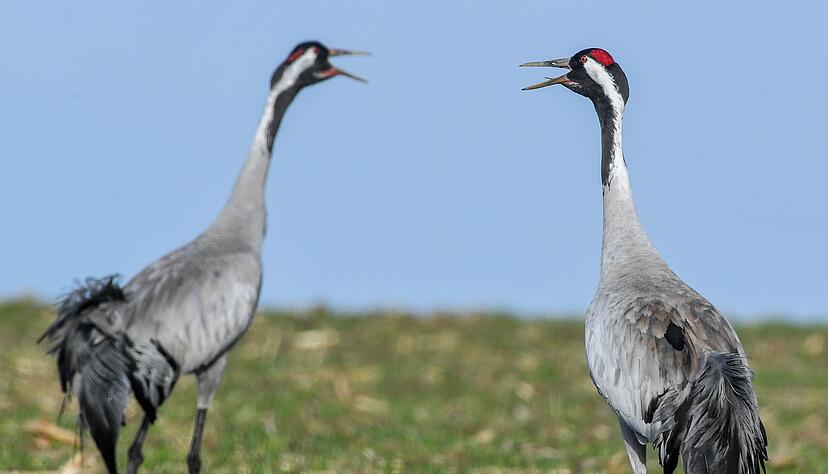 Kraniche leben &uuml;berwiegend monogam, also in lebenslanger Ehe mit einem Partner. (Archivbild)