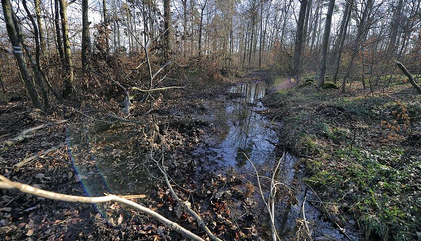 Was wie ein Bach aussieht, ist eigentlich ein Weg. An dieser Aufnahme wird deutlich, dass es keinen Sinn macht, derzeit Holz aus dem Wald zu holen.
