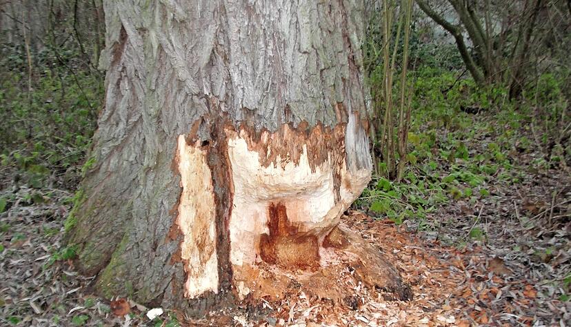 Holzspäne wie unter der Hobelbank: Diese Nagespuren eines Bibers fotografierte der Biberbeauftragte des Heilbronner Stadtkreises, Wolf-Dieter Riexinger, vor wenigen Tagen am Grundelbach in Biberach.
Fotos: Wolf-Dieter Riexinger
