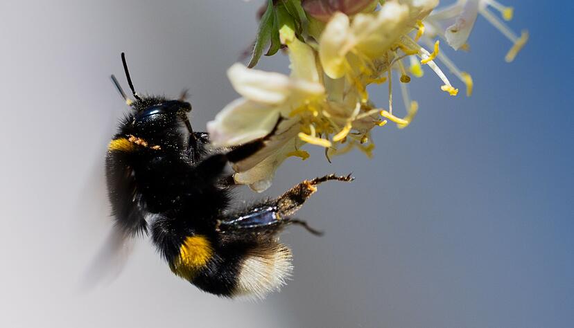 Hummeln geh&ouml;ren zu den ersten Insekten, die im Fr&uuml;hling aus ihren Winterquartieren krabbeln.