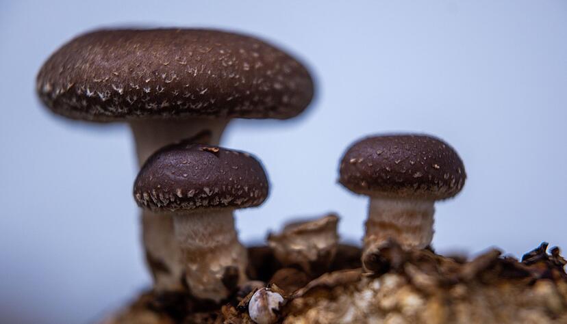 Zur Zucht von Shiitake-Pilzen eignen sich besonders gut Hölzer wie Eiche, Birke, Erle, Ahorn, Buche, Nuss und verschiedene Obstbäume.