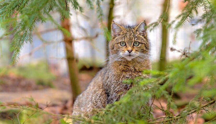 In Baden-W&uuml;rttemberg ist die sogenannte Hybridisierung der Wildkatzen st&auml;rker ausgepr&auml;gt als in anderen Gebieten.