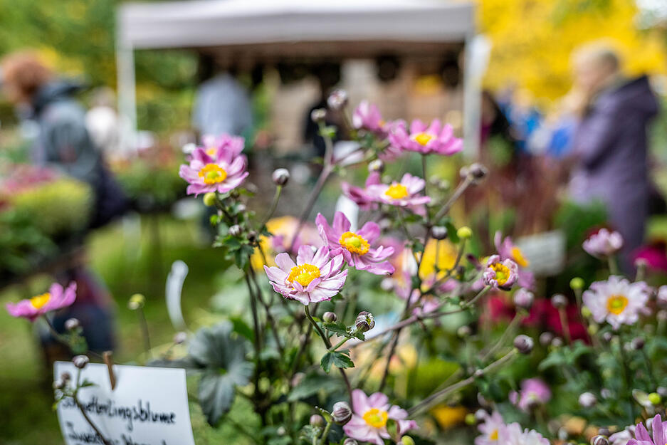 Herbstmarkt im Botanischen Obstgarten in Heilbronn.