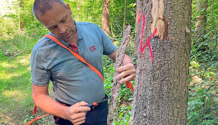 Jürgen Kuhn, im Heilbronner Landratsamt zuständig für den Holzverkauf, rät dringend, die Fichtenbestände zu überprüfen. Jürgen Kuhn, im Heilbronner Landratsamt zuständig für den Holzverkauf, rät dringend, die Fichtenbestände zu überprüfen.