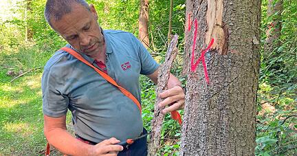 Jürgen Kuhn, im Heilbronner Landratsamt zuständig für den Holzverkauf, rät dringend, die Fichtenbestände zu überprüfen.
Foto: Jörg Kühl
