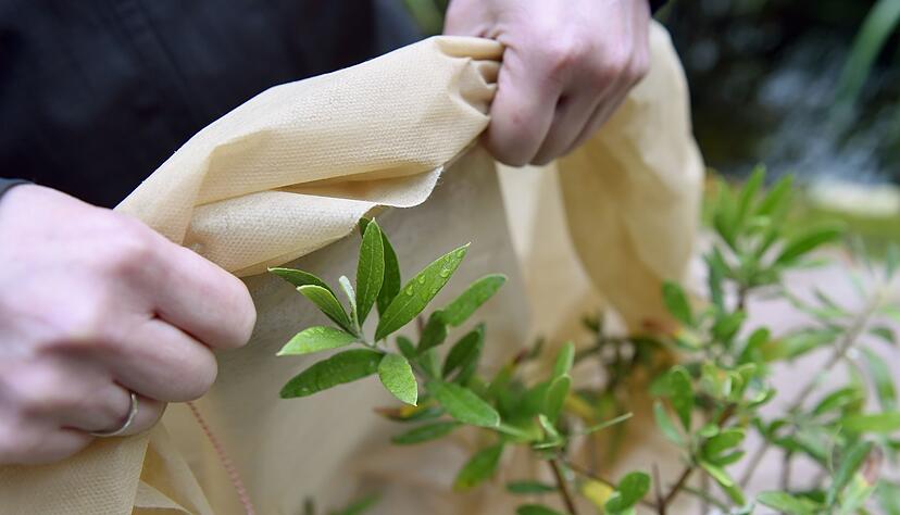 Pflanze eintüten: Über das belaubte Astgerüst sollte keine Plastikfolie gelegt werden, besser eignet sich Vlies. Pflanze eintüten: Über das belaubte Astgerüst sollte keine Plastikfolie gelegt werden, besser eignet sich Vlies.