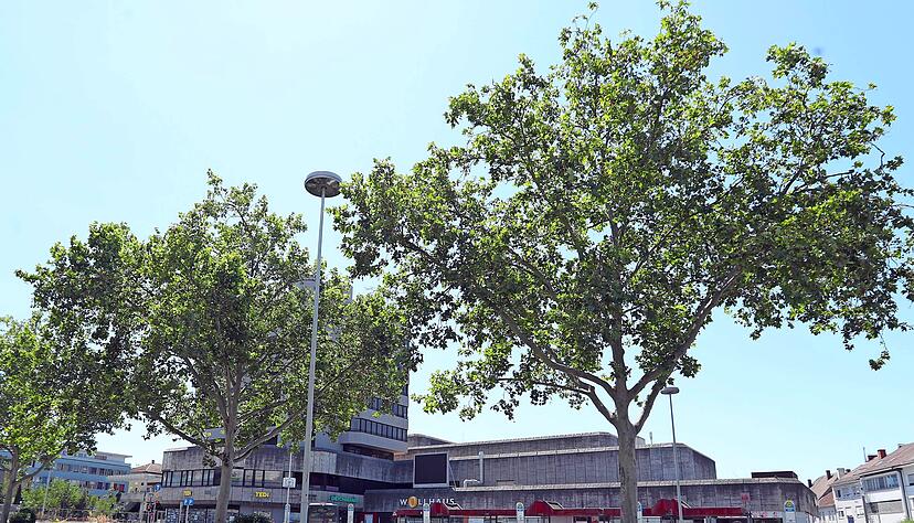 Stadtbäume, wie hier an der Allee, sind gut fürs Klima in der City. Ein Konzept soll Wege aufzeigen, wie Folgen der Erderwärmung gemildert werden können.
Foto: Archiv/Veigel Stadtbäume, wie hier an der Allee, sind gut fürs Klima in der City. Ein Konzept soll Wege aufzeigen, wie Folgen der Erderwärmung gemildert werden können.
Foto: Archiv/Veigel