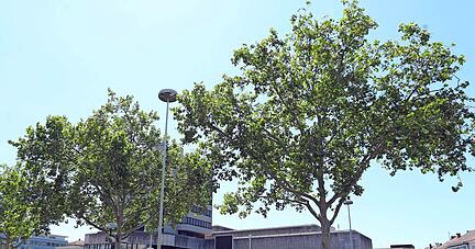 Stadtbäume, wie hier an der Allee, sind gut fürs Klima in der City. Ein Konzept soll Wege aufzeigen, wie Folgen der Erderwärmung gemildert werden können.
Foto: Archiv/Veigel Stadtbäume, wie hier an der Allee, sind gut fürs Klima in der City. Ein Konzept soll Wege aufzeigen, wie Folgen der Erderwärmung gemildert werden können.
Foto: Archiv/Veigel