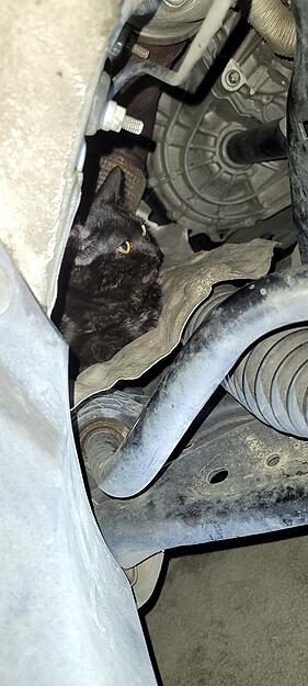 Eine Katze hatte sich in einem 1er-BMW in der Tiefgarage der Stadtgalerie versteckt und war steckengeblieben.