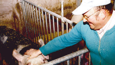 Wilfried Fundis herzt seinen Eber. Jede fünfte Sau darf „Harry“ bespringen. Die Mehrzahl der weiblichen Schweine muss sich aber mit künstlicher Befruchtung begnügen. Eine Muttersau bringt alle sechs Monate zirka zehn Ferkel auf die Welt. Wilfried Fundis herzt seinen Eber. Jede fünfte Sau darf „Harry“ bespringen. Die Mehrzahl der weiblichen Schweine muss sich aber mit künstlicher Befruchtung begnügen. Eine Muttersau bringt alle sechs Monate zirka zehn Ferkel auf die Welt.