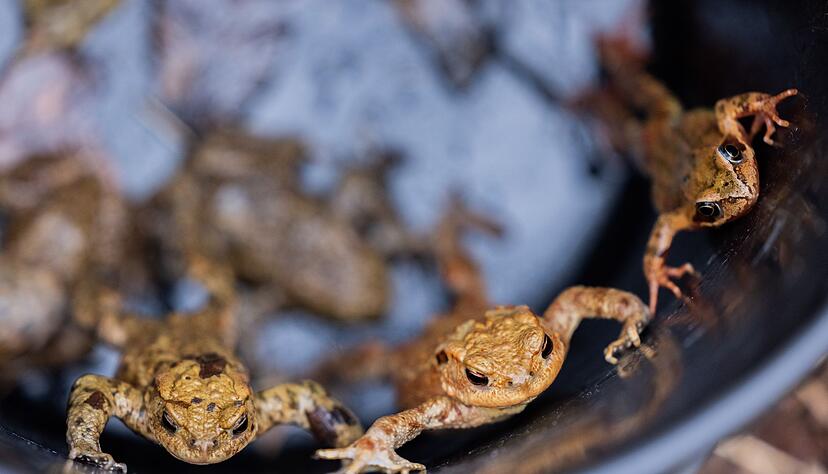 Nach ersten Z&auml;hlungen sind bislang rund 20 000 Amphibien &laquo;gewandert" - sie landeten also bei den Kr&ouml;tenhelfern im Eimer oder in den Tunneln.(Archiv)