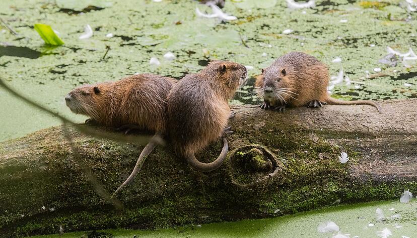 Nutrias sind an ihren Schwänzen einfach von Bibern zu unterscheiden. (Archivbild) Nutrias sind an ihren Schwänzen einfach von Bibern zu unterscheiden. (Archivbild)