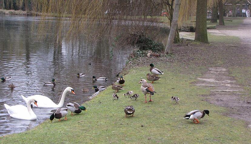 Vogelkundler Wolfgang Hellwig legt ein aktuelles Foto von 2018 vor, das Enten, Schwäne und Nilgänse nebeneinander am Pfühlparksee zeigt.
Foto: privat /Hellwig Vogelkundler Wolfgang Hellwig legt ein aktuelles Foto von 2018 vor, das Enten, Schwäne und Nilgänse nebeneinander am Pfühlparksee zeigt.
Foto: privat /Hellwig