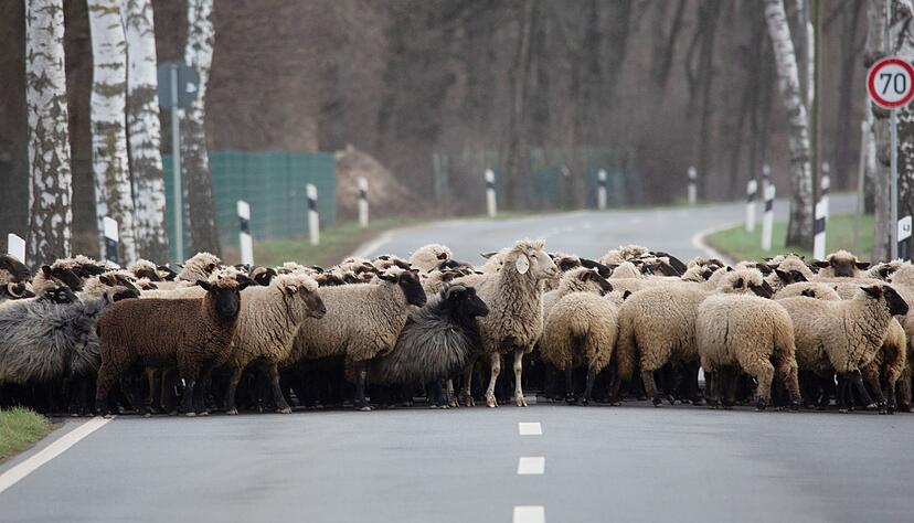 Eine querende Schafsherde ist in Schwaben von einem Auto angefahren worden. (Symbolbild)