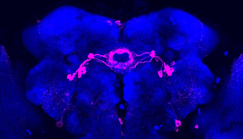 Bestimmte Hirnareale einer Taufliege wurden pink eingef&auml;rbt. In diesen Zonen werden visuelle Reize im Schlaf herausgefiltert, starke Reize kommen jedoch im Gehirn an.