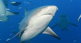 In Brasilien beginnt am Montag eine UN-Konferenz zum Schutz wandernder Tierarten. (Archivbild)