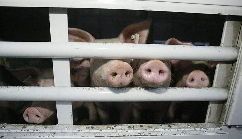 Nutztiere werden oft über große Strecken transportiert. Das kann Stress verursachen.
Foto:dpa