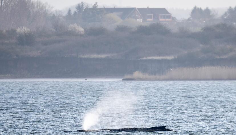Der in der Ostsee liegende Wal besch&auml;ftigt seit Tagen Menschen in zahlreichen L&auml;ndern. (Archivbild)